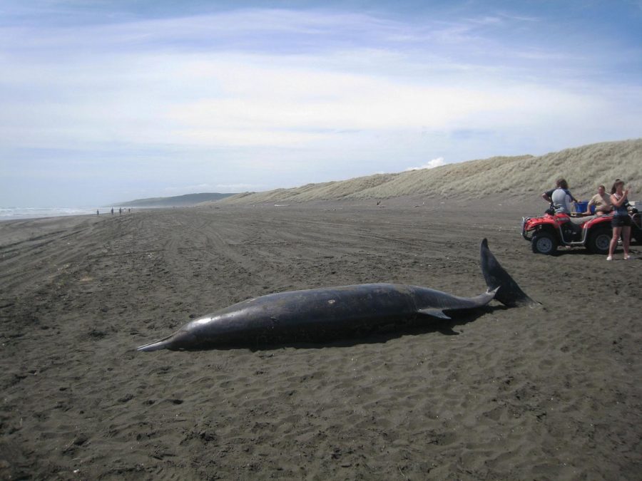 Exploding whales: Blubber on the beach