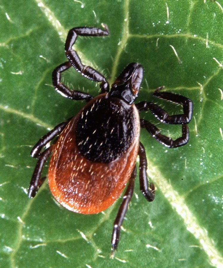 Why ticks make us sick
