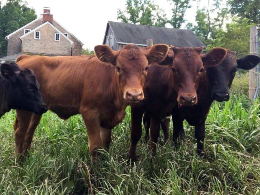 Bobolink Cows