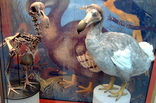 Replicas of the Dodo bird and its skeleton at the Oxford University Museum of Natural History.