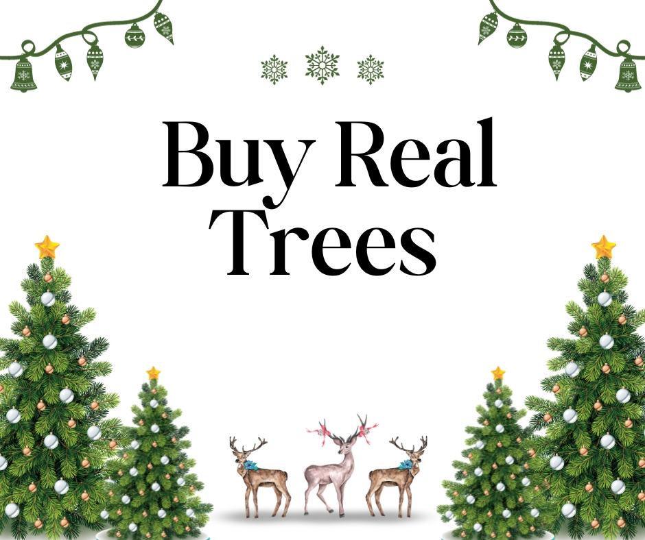 The+benefits+of+buying+real+Christmas+trees+far+outweigh+the+convenience+of+artificial+ones.
