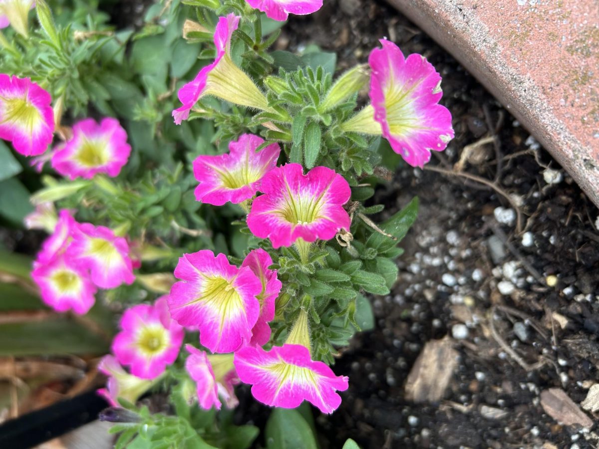 There were also many pretty flowers around the grounds that added color.