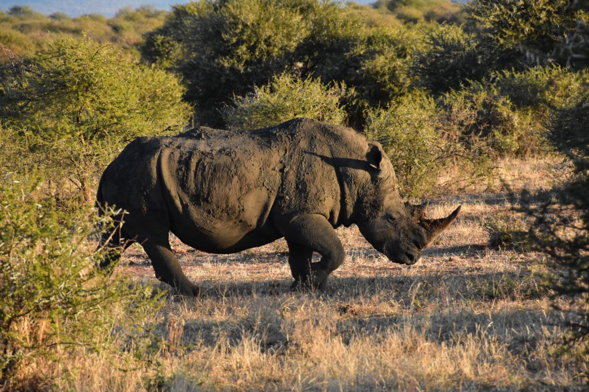 I got to explore Africa in ten days with a variety of activities such as seal watching, hiking, safari and visiting the 7th wonder of the world: Victoria Falls. 