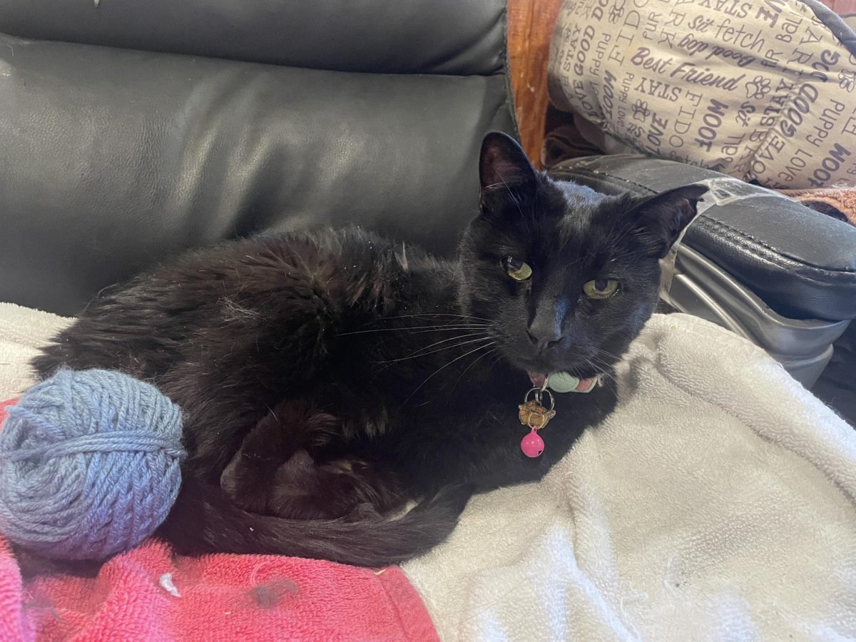 Common Sense for Animals' shelter cat, Vonnie, wakes up from a nap on a nearby chair. Vonnie, along with a variety of other animals, are in need of rescuing by loving families.