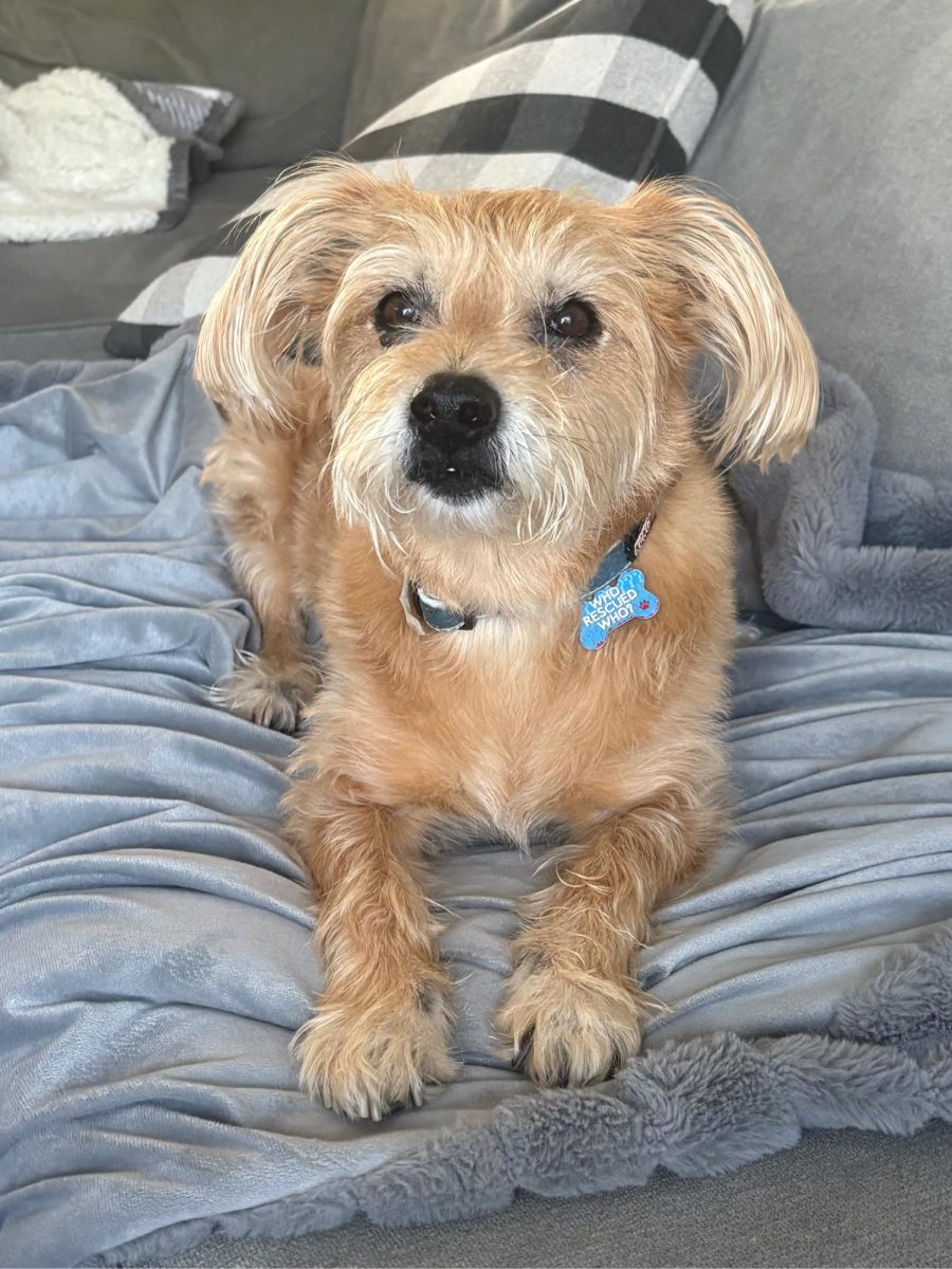 Klovur, also known as Big Boy, is Emma Haig‘s aunt’s dog. He is a mutt from Common Sense animals shelter. 