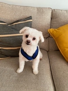 Shop or adopt? Why you should rescue a pet