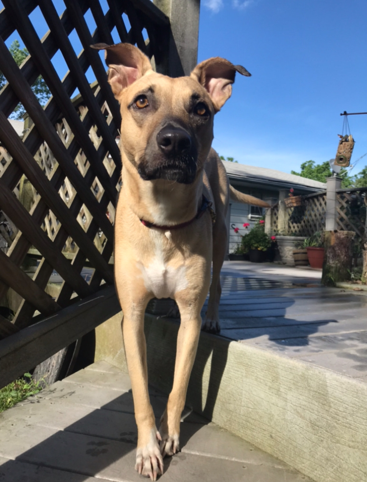 Shop or adopt? Why you should rescue a pet