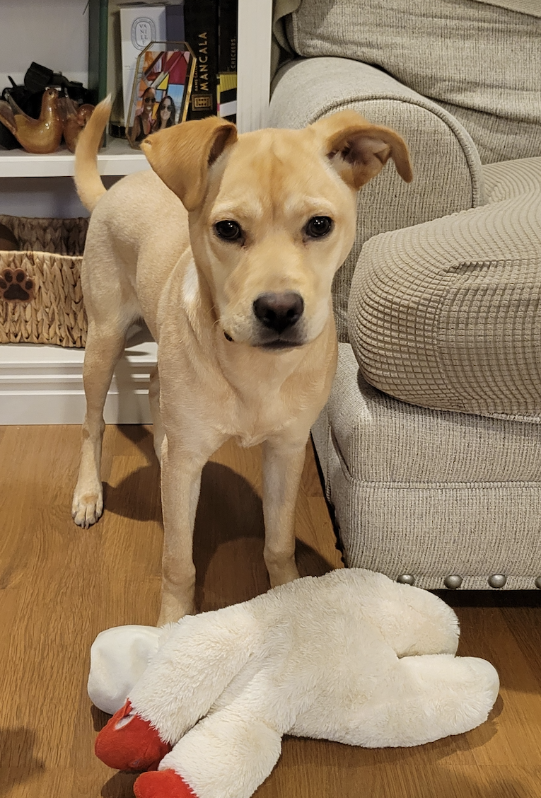 Shop or adopt? Why you should rescue a pet