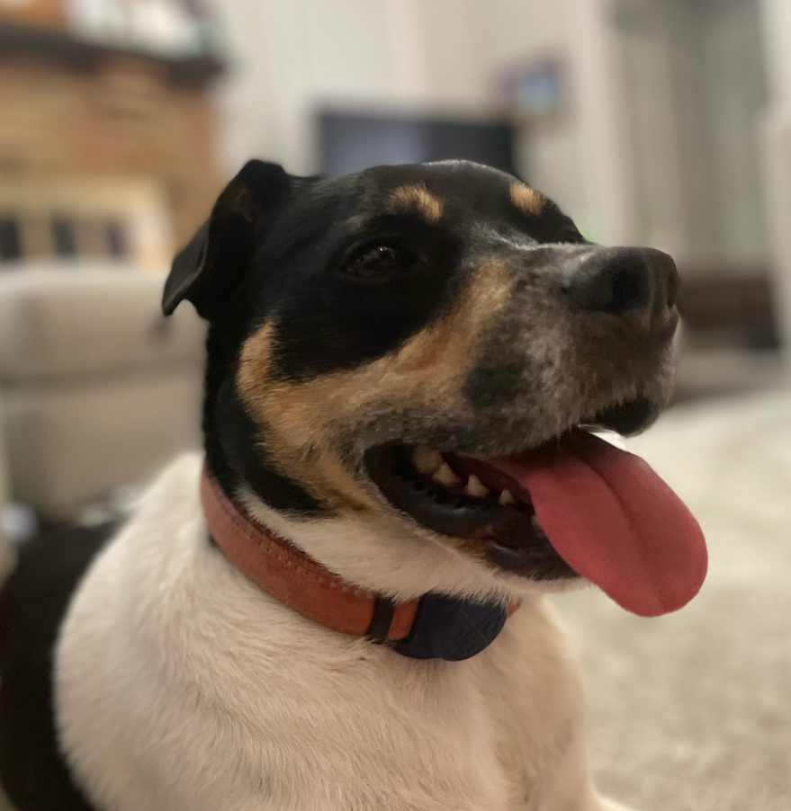 Shop or adopt? Why you should rescue a pet