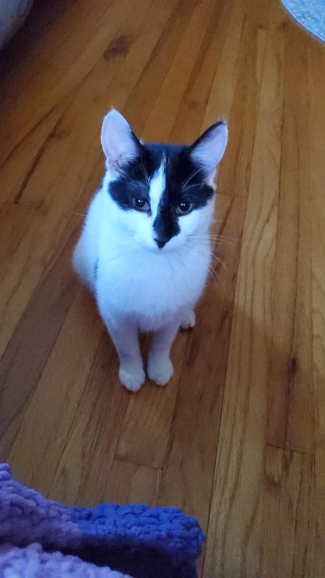 Shop or adopt? Why you should rescue a pet