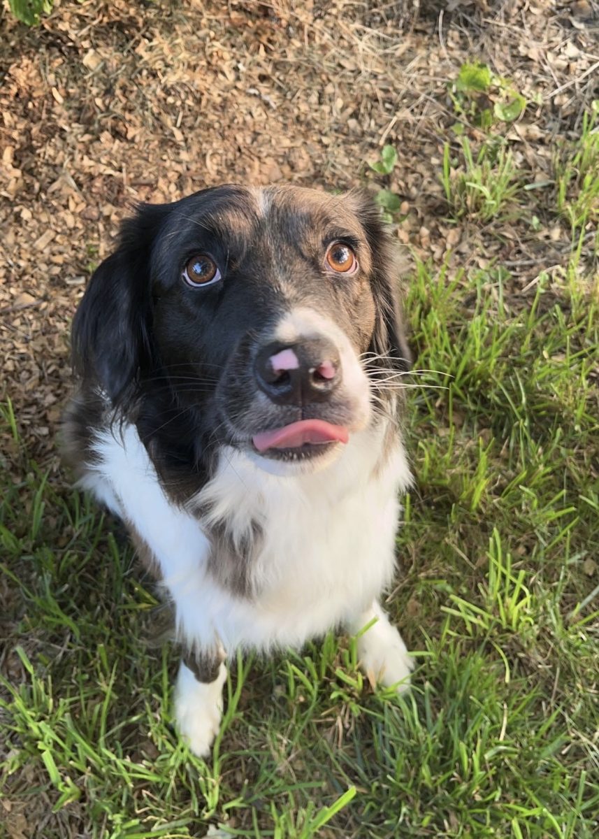 June, a seven-year-old Australian Shepard, rescued from a site in Dallas, Texas. She is loving, energetic and loyal. (Photo via Grace Slack)