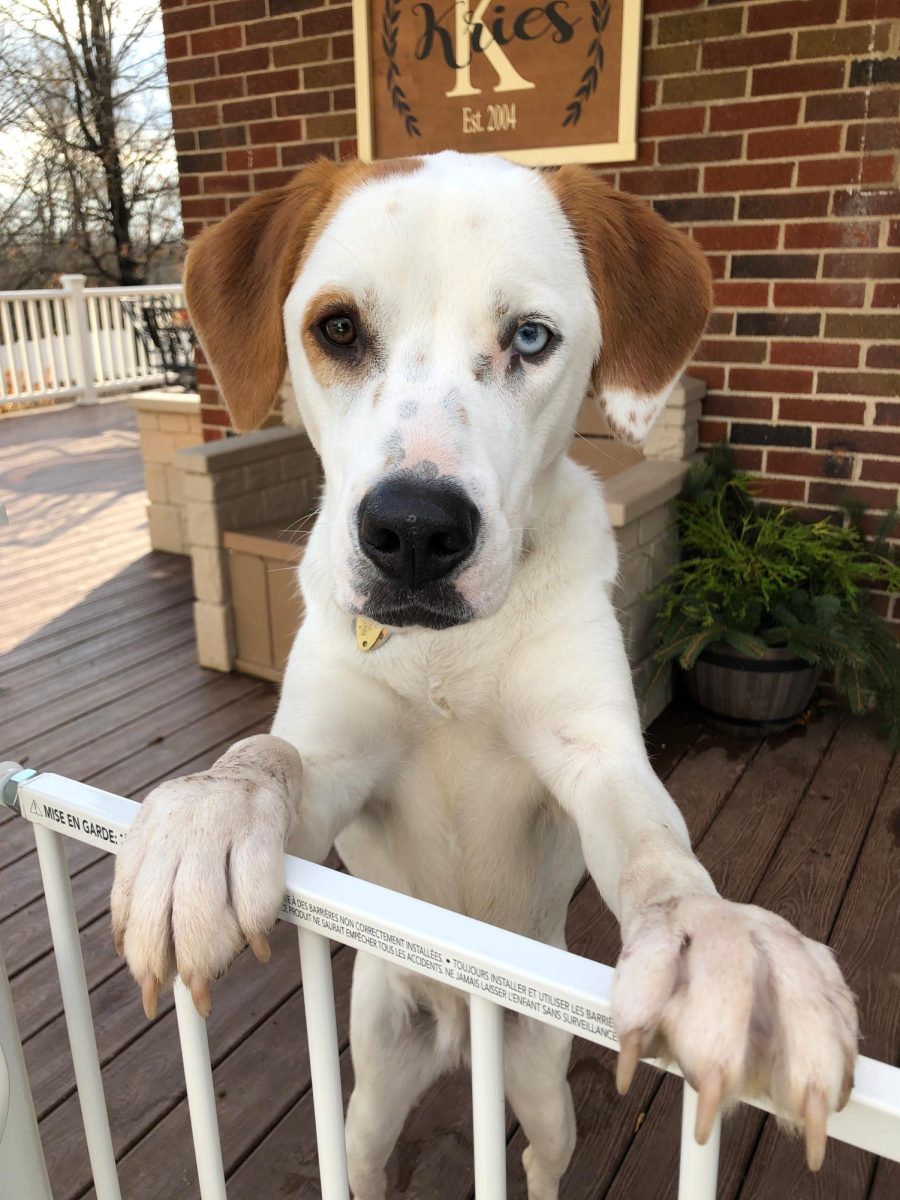 Sadie, a rescue dog, is a seven-year-old pit bull mix from South Carolina. Not only does Sadie enjoy playing outside in the sun, but she also loves long walks with her family. (Photo via Nathan Kries)
