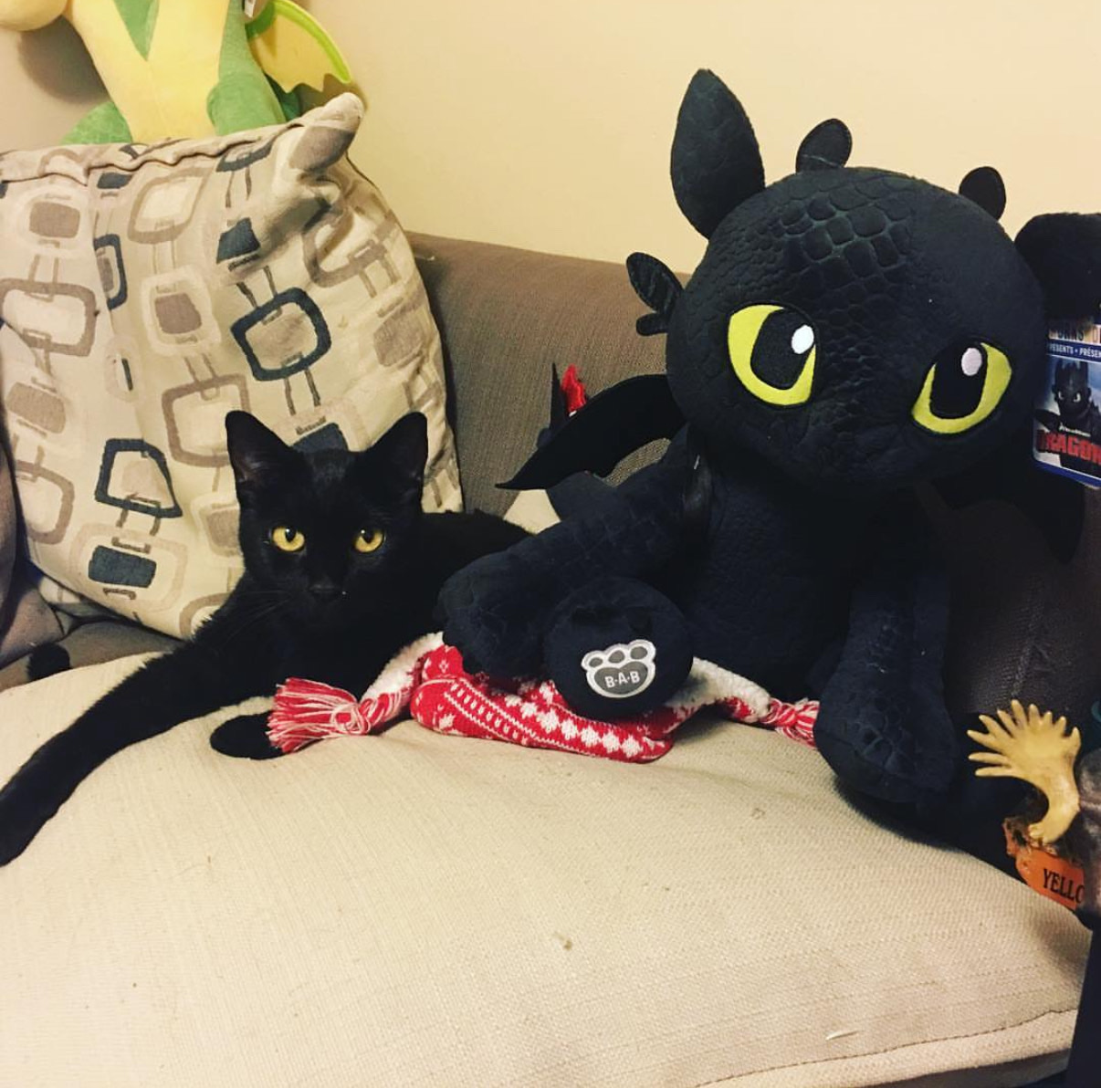 Shop or adopt? Why you should rescue a pet