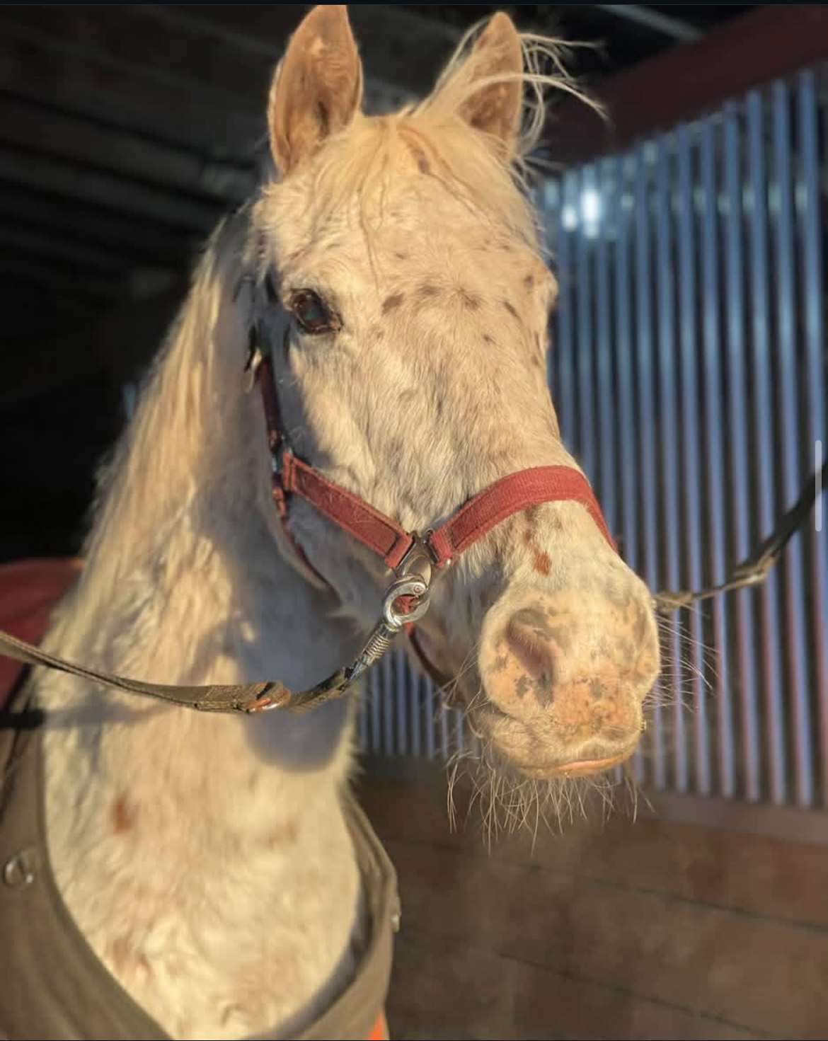 Shop or adopt? Why you should rescue a pet