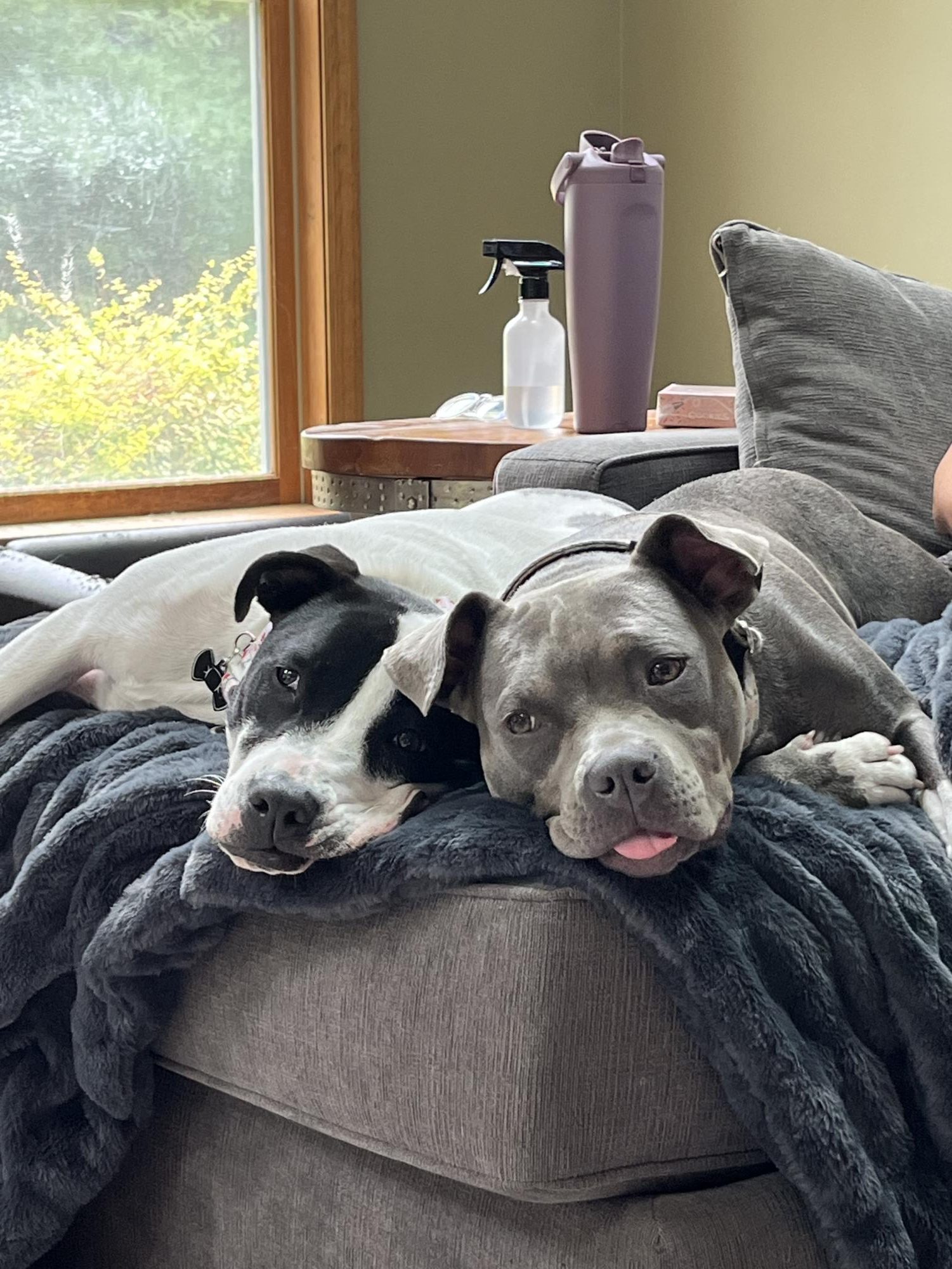 Shop or adopt? Why you should rescue a pet