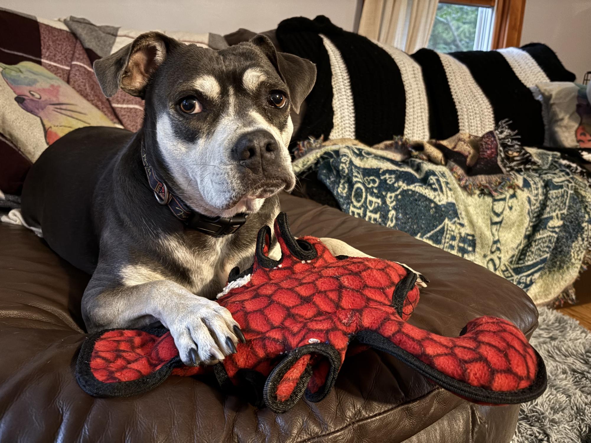 Shop or adopt? Why you should rescue a pet